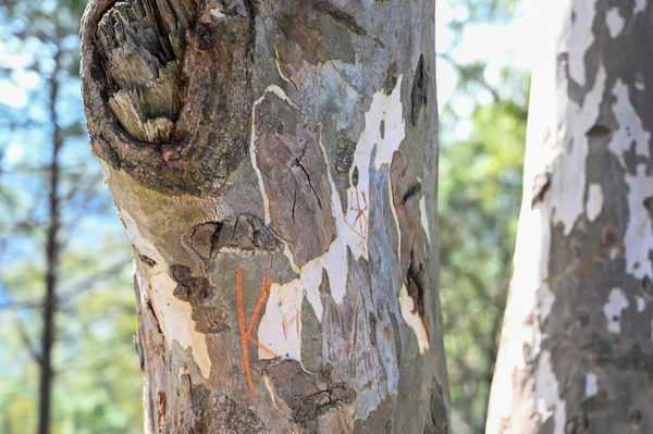 Ağaç dalının fotoğrafı ve V şeklindeki ağacın fotoğrafı arasında.