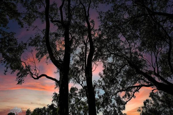 Açık gökyüzü olan ağaç fotoğrafı .