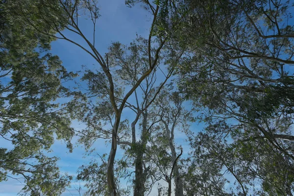 Açık gökyüzü olan ağaç fotoğrafı .