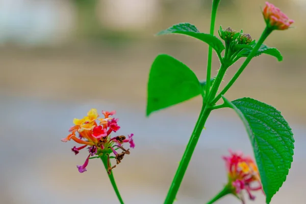 Yapraklı çiçek resimleri, bulanık arkaplan .