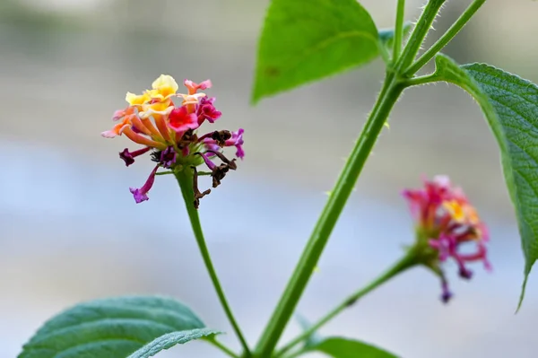 Yapraklı çiçek resimleri, bulanık arkaplan .
