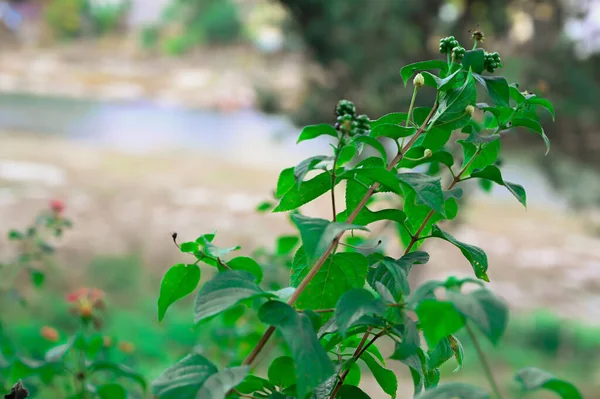 çiçek resim bırakır, arkaplan bulanıklaşır .