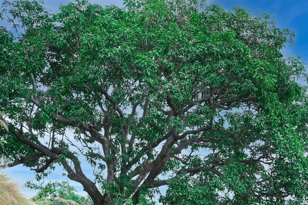 Mavi gökyüzündeki en büyük ağaç. .