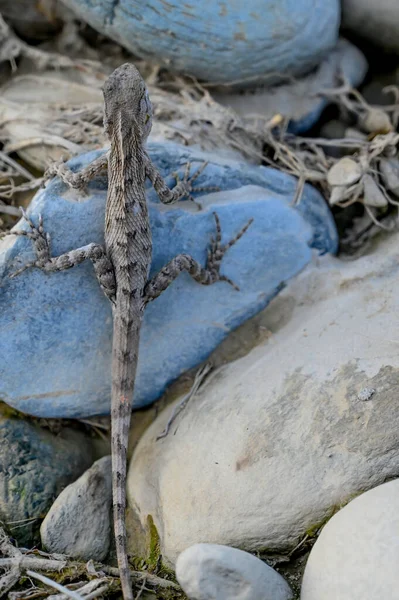 taşların üzerinde bukalemun