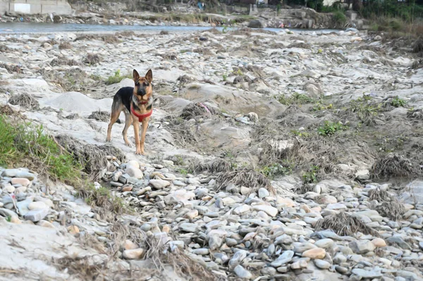 Alman çoban köpeği görüntüleri sahilde.