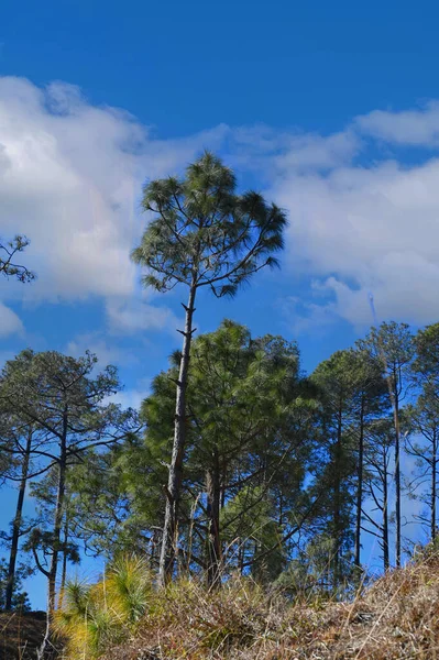 Açık gökyüzü olan ağaç fotoğrafı .
