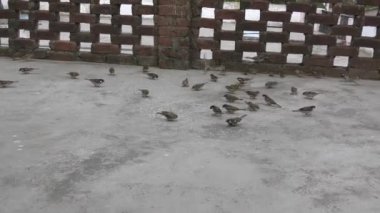Birçok kuş kış mevsiminde tahıl yiyor..
