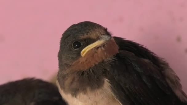 Four Small Baby Birds Our Next — Stock Video