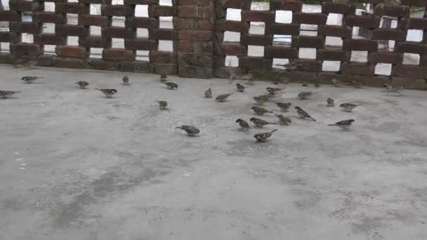 Muitas Aves Comendo Grãos Sessão Inverno — Vídeo de Stock