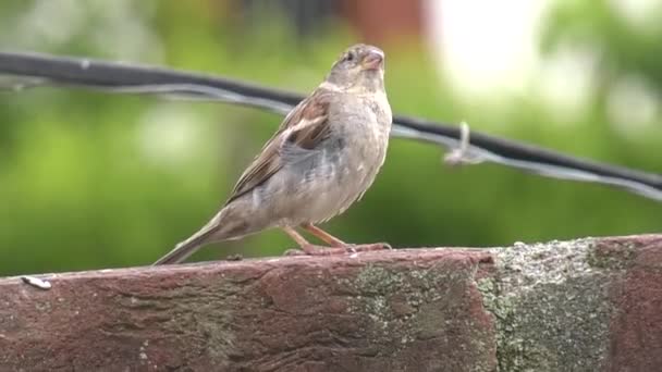 小さな鳥の緑の背景ビデオ フルHdビデオ1080P — ストック動画