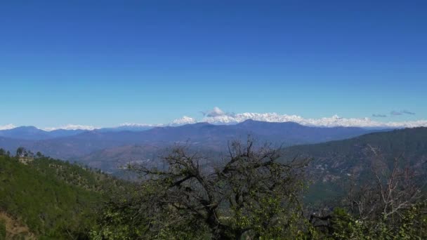 Nieve Llena Himalaya Video Árbol Vídeo Vídeo — Vídeo de stock