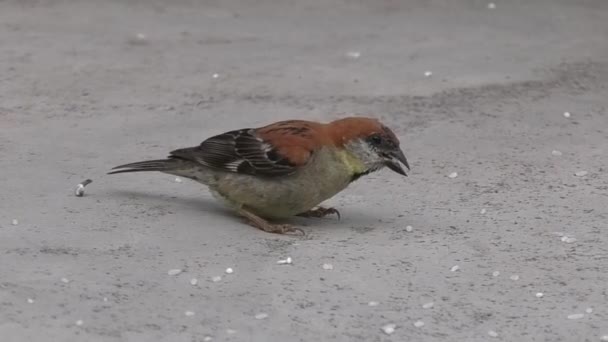 赤ちゃん鳥の口の中に米の粒を入れる母鳥 1080Pビデオ — ストック動画