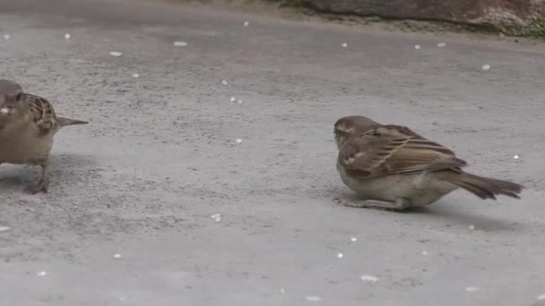 赤ちゃん鳥の口の中に米の粒を入れる母鳥 1080Pビデオ — ストック動画