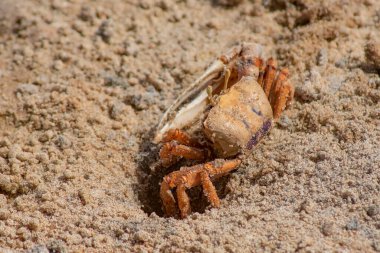 Kumlu bir sahilde sırtında bir delikle oturan bir yengeç. Fotoğraf duvar kâğıdı.