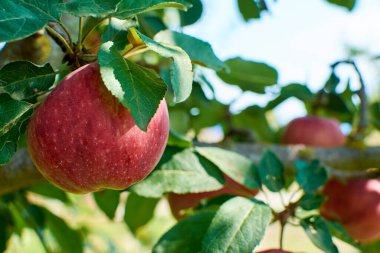 Kırmızı elmalı elma ağacı güneş ışığında kapanıyor. Kırmızı elma bir dalda yetişir. Elmaya seçici odaklanma