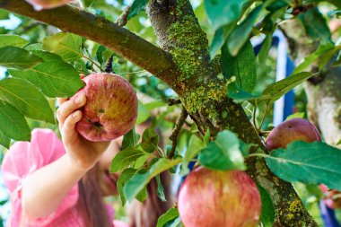 Bir çocuk yeşil bir bahçedeki bir daldan kırmızı bir elma koparır. Küçük bir kız elma topluyor..