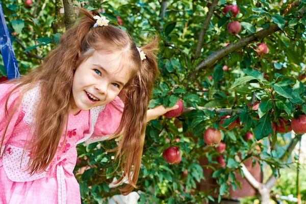 Ein Kind Pflückt Einem Grünen Garten Einen Roten Apfel Von — Stockfoto
