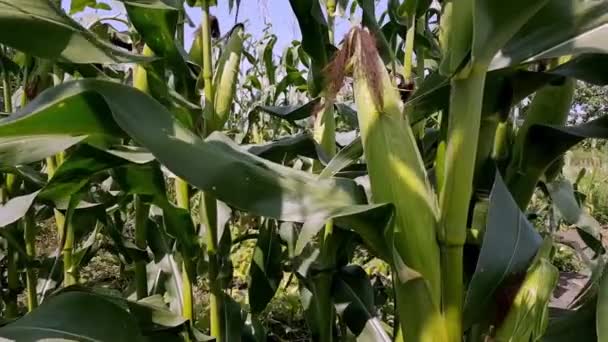 Зеленый Початок Кукурузы Ветру Кукуруза Початке Кукурузная Плантация Фермерская Кукуруза — стоковое видео