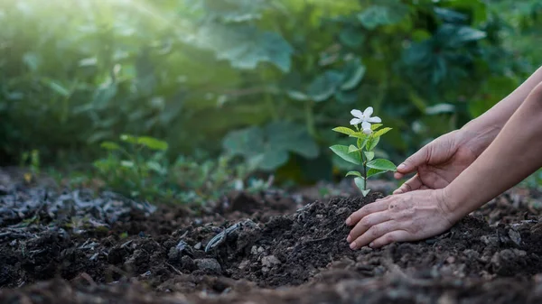 Mãos Crescendo Pequena Planta Com Flor Fundo Floresta Ideia Para — Fotografia de Stock