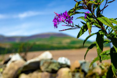 Keswick çevresindeki tepeler Lake District 'de, Cumbria' da bir bölge ve ulusal park kuzeybatı İngiltere 'de.