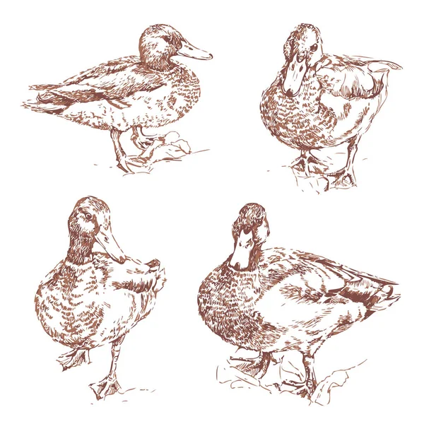 Ilustração Vetorial Com Coleção Patos Desenhados Mão Patos Selvagens Isolados Vetores De Stock Royalty-Free