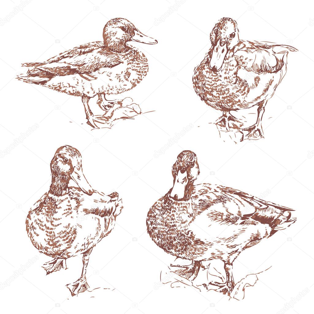 Vector illustration with collection of hand drawn ducks. Isolated wild ducks.