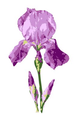 Tomurcuklu süsen çiçeğinin vektör çizimi. Ayrı bir çiçek.