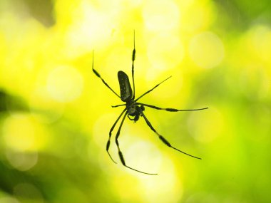 COSTA RICA 'DA Yaban Örümceği