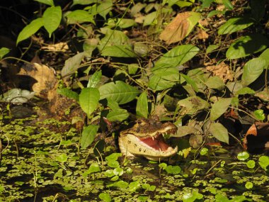 wild alligator in Costa Rica clipart