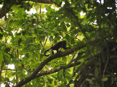Costa Rica ormanında vahşi maymunlar