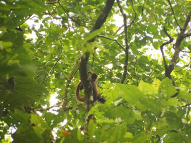 Costa Rica ormanında vahşi maymunlar