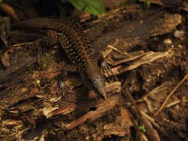 Costa Rica ormanında vahşi iguana
