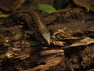 Costa Rica ormanında vahşi iguana