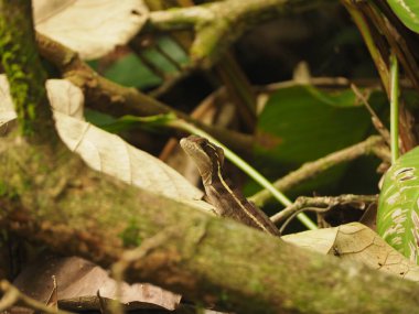 Costa Rica ormanında vahşi iguana