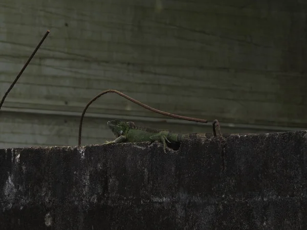 Costa Rica Ormanında Vahşi Iguana — Stok fotoğraf