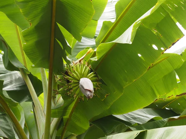 Bananenbaum Costa Rica — Stockfoto