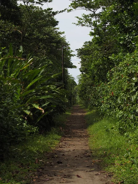 Carretera Selva Costa Rica —  Fotos de Stock