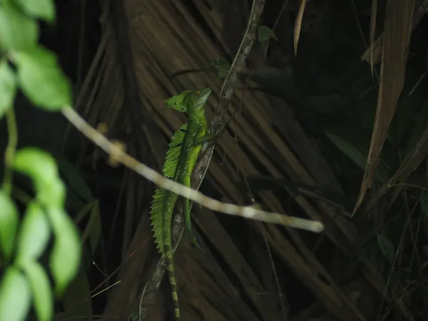 Дикая Игуана Лесу Коста Рики — стоковое фото