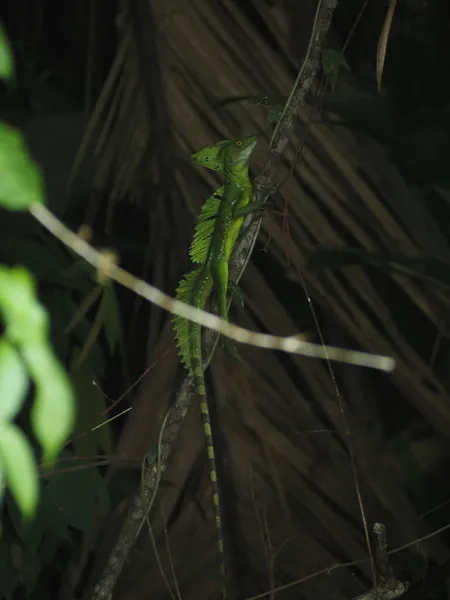 Costa Rica Ormanında Vahşi Iguana — Stok fotoğraf