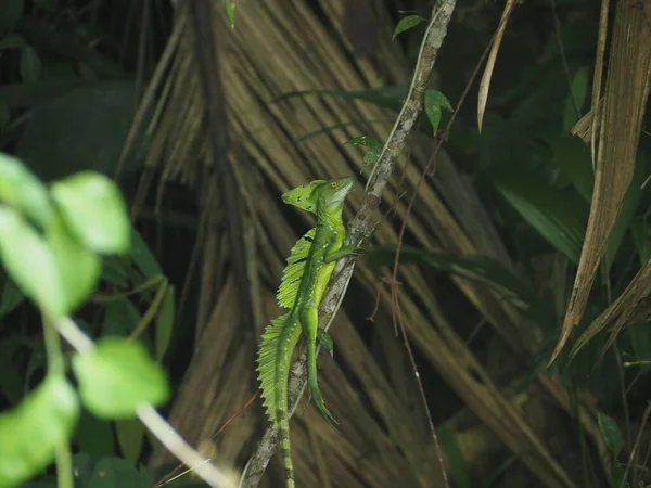 コスタリカの森の野生イグアナは — ストック写真