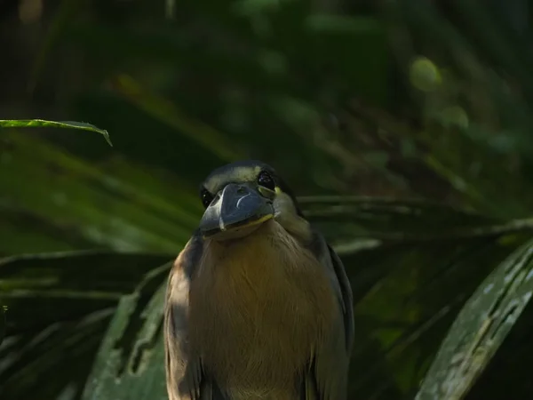 Volně Žijící Ptáci Costa Rica Lese — Stock fotografie