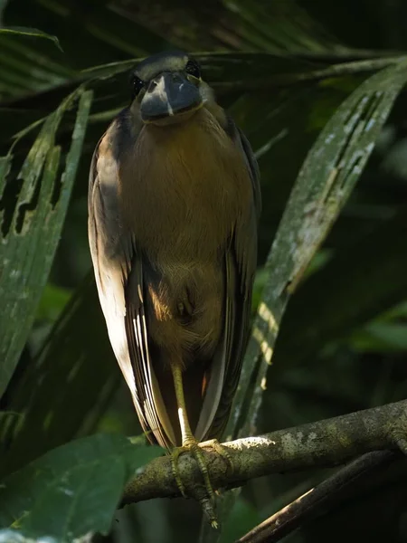 Aves Selvagens Costa Rica Floresta — Fotografia de Stock
