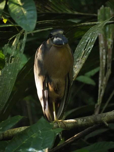 Άγρια Πτηνά Της Κόστα Ρίκα Στο Δάσος — Φωτογραφία Αρχείου