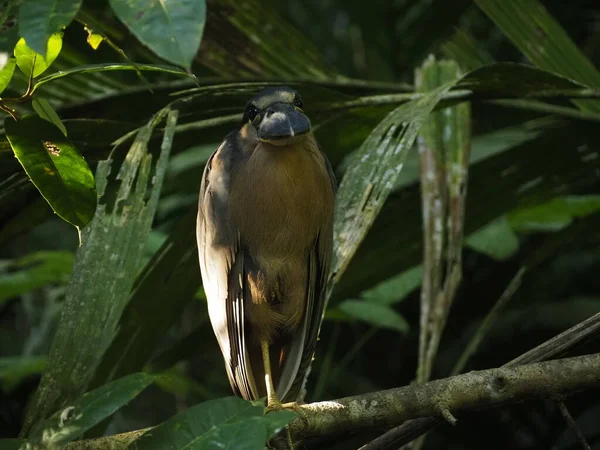 Дикие Птицы Коста Рики Лесу — стоковое фото