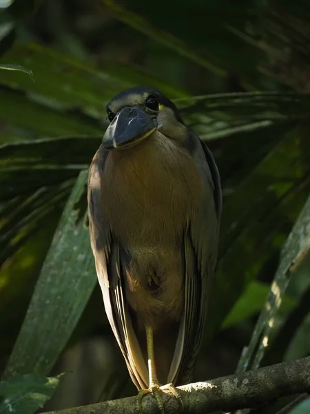 Дикі Птахи Лісі — стокове фото