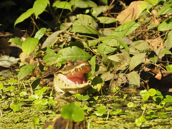 Caimán Salvaje Costa Rica — Foto de Stock