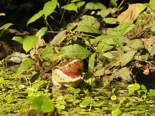 Alligator Sauvage Costa Rica — Photo