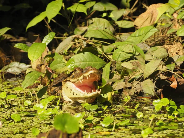 Alligator Sauvage Costa Rica — Photo