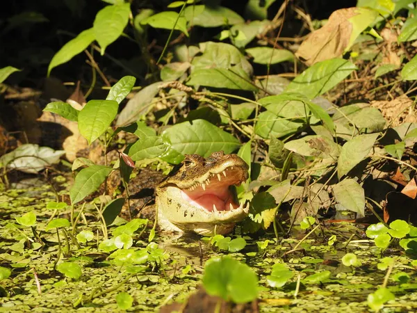 Alligator Sauvage Costa Rica — Photo