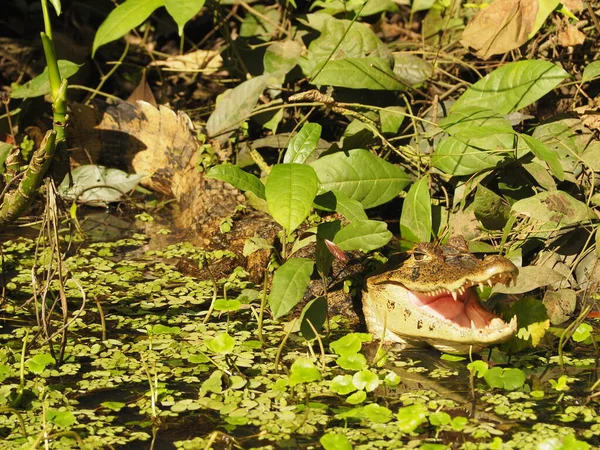 Alligator Sauvage Costa Rica — Photo